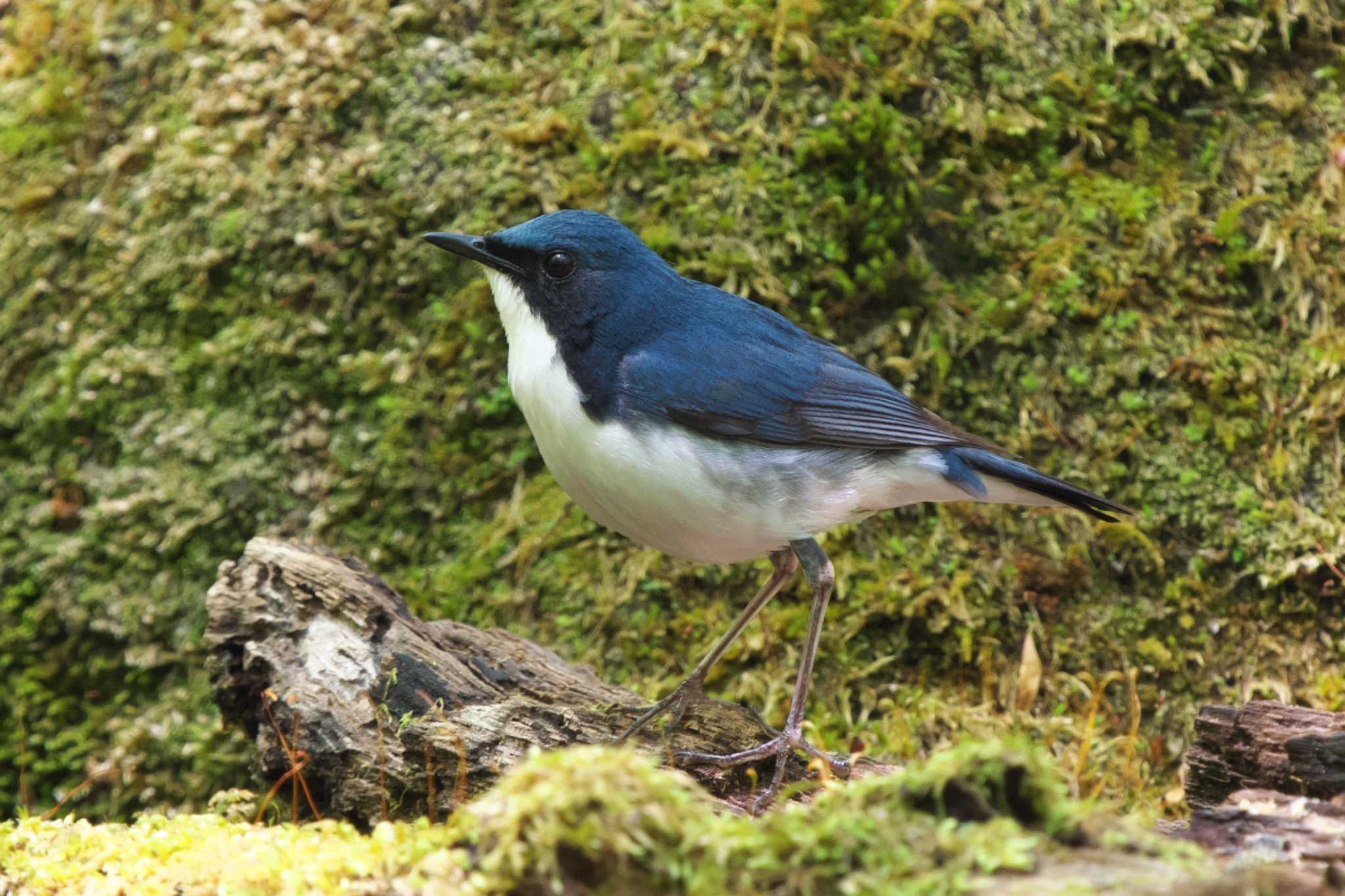 Siberian Blue Robin