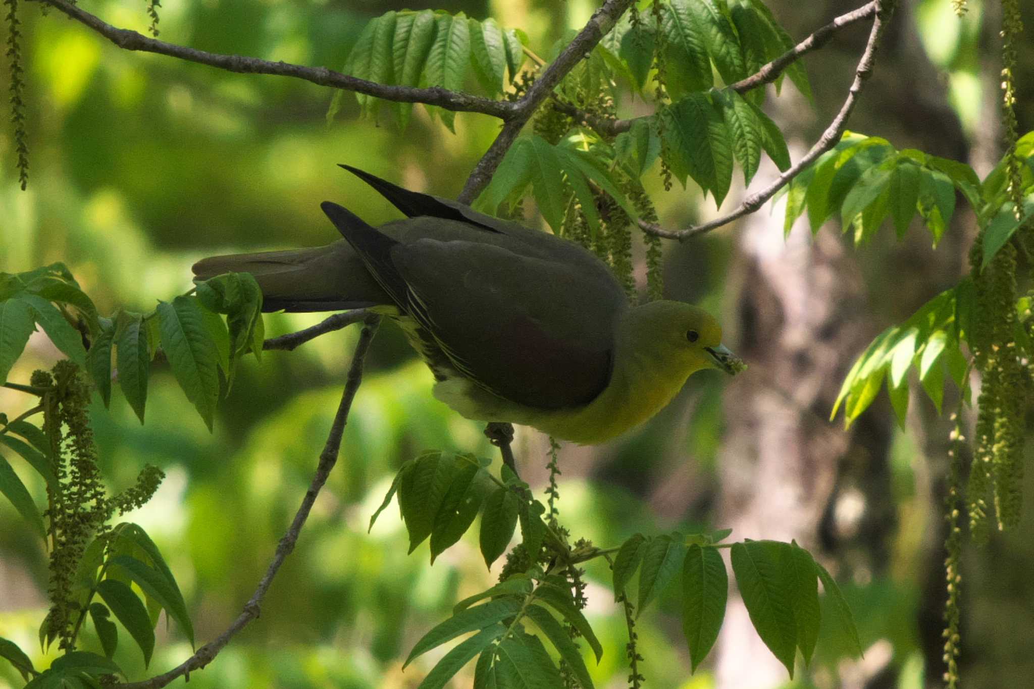 Photo of White-bellied Green Pigeon at Yanagisawa Pass by Y. Watanabe