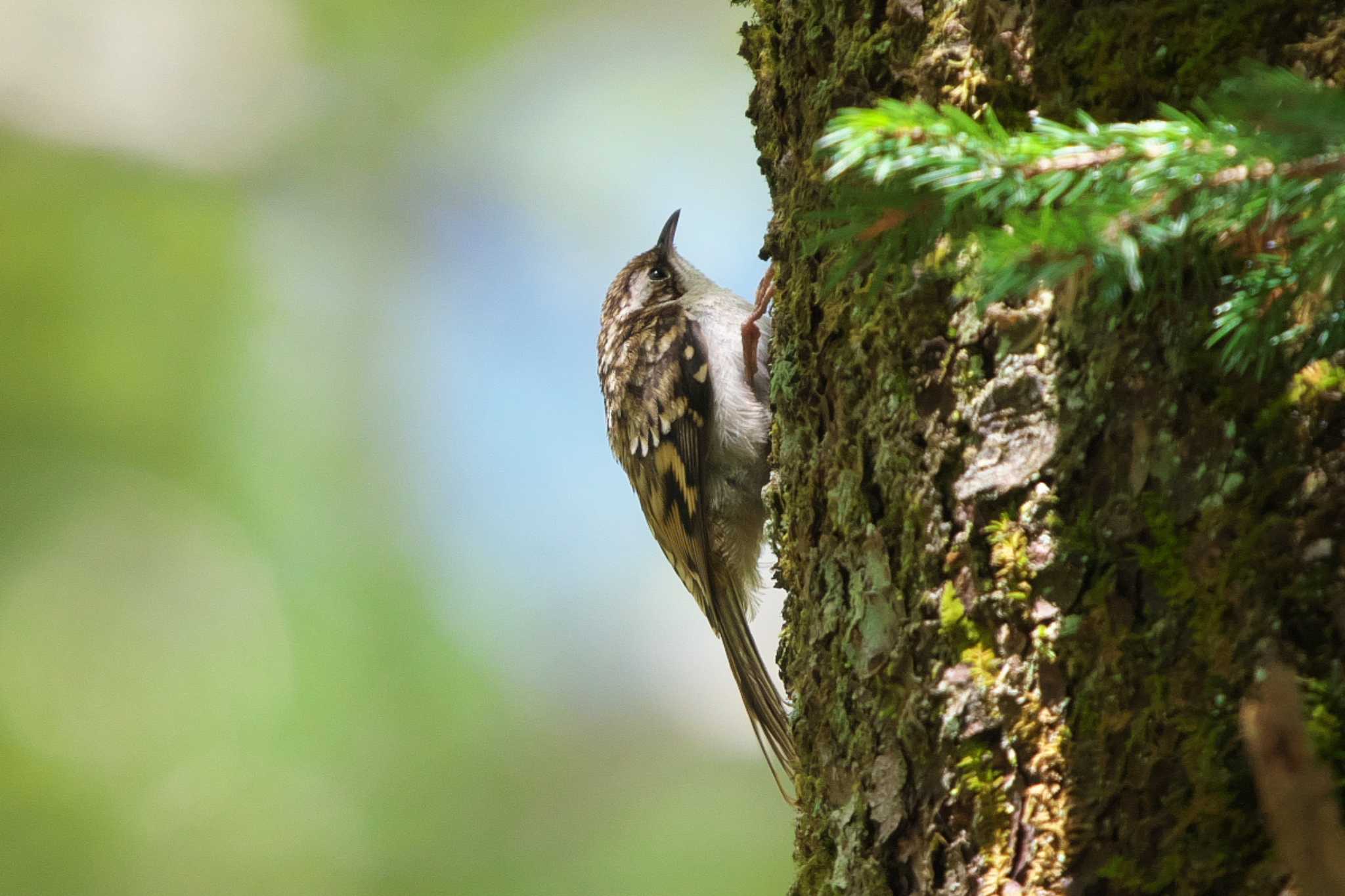 Photo of Eurasian Treecreeper at Yanagisawa Pass by Y. Watanabe