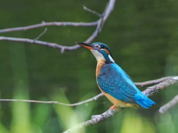 2023年5月24日(水) 福井緑地(札幌市西区)の野鳥観察記録