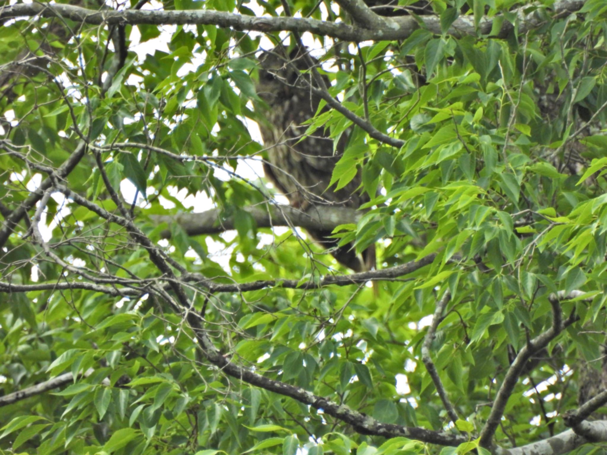 Ural Owl