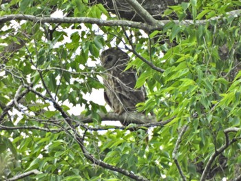 Ural Owl 野木神社(栃木県) Mon, 5/22/2023