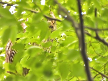 Ural Owl 野木神社(栃木県) Mon, 5/22/2023