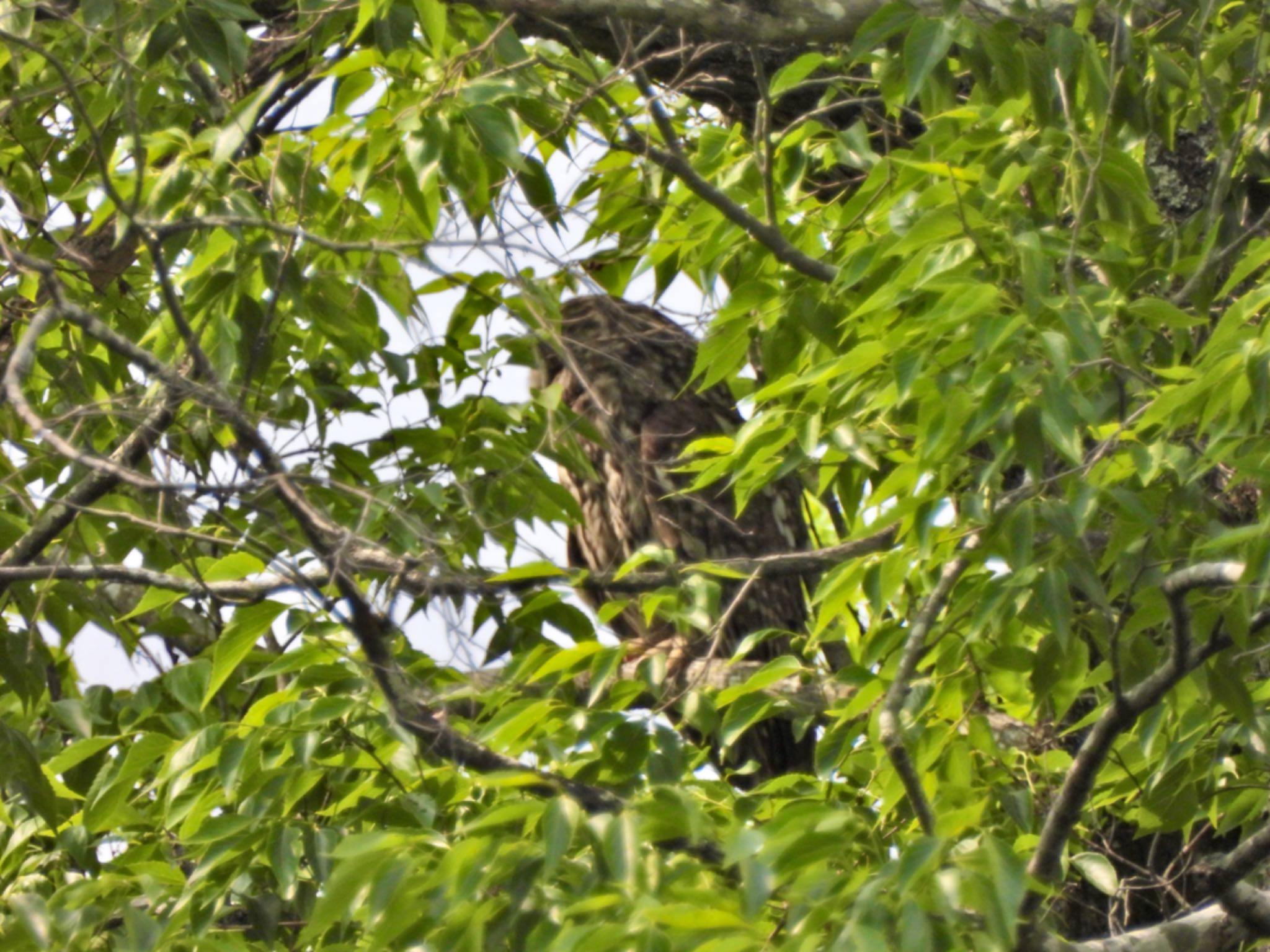 Ural Owl