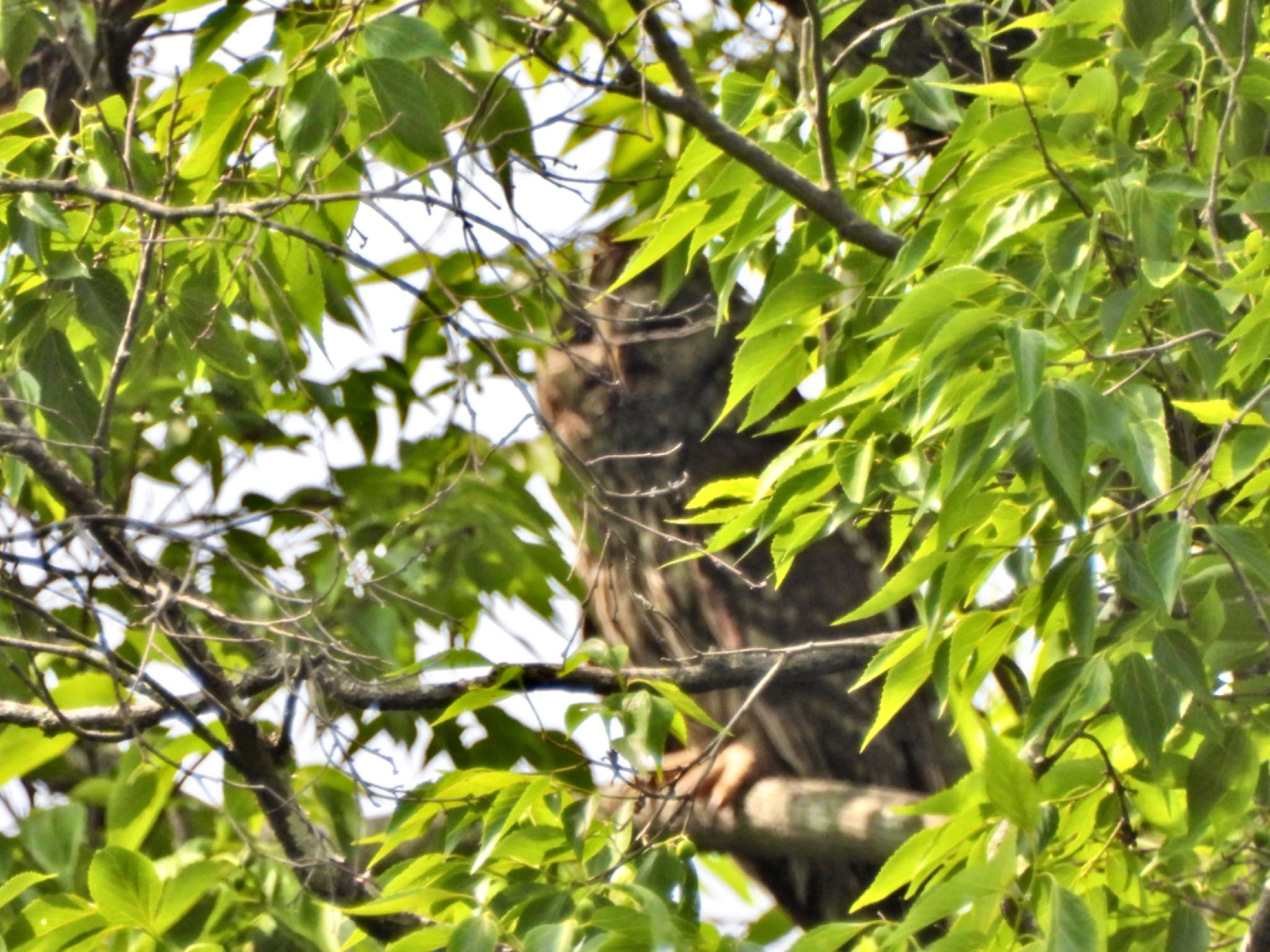 Ural Owl