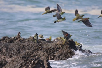 White-bellied Green Pigeon Terugasaki Beach Sun, 7/26/2015