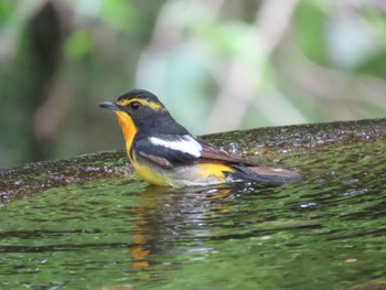 Narcissus Flycatcher 弘法山公園、秦野駅 Mon, 5/22/2023