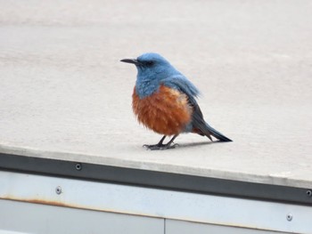 Blue Rock Thrush 弘法山公園、秦野駅 Mon, 5/22/2023