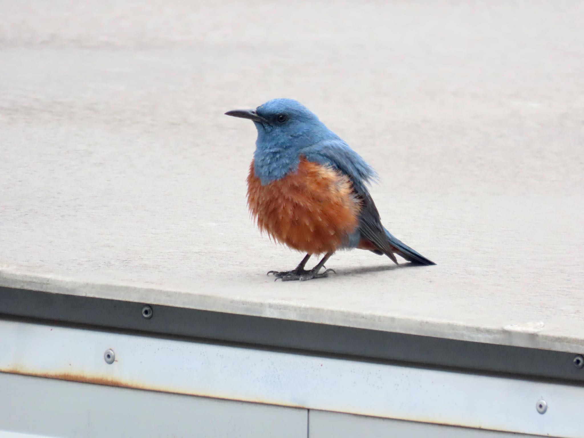 Blue Rock Thrush