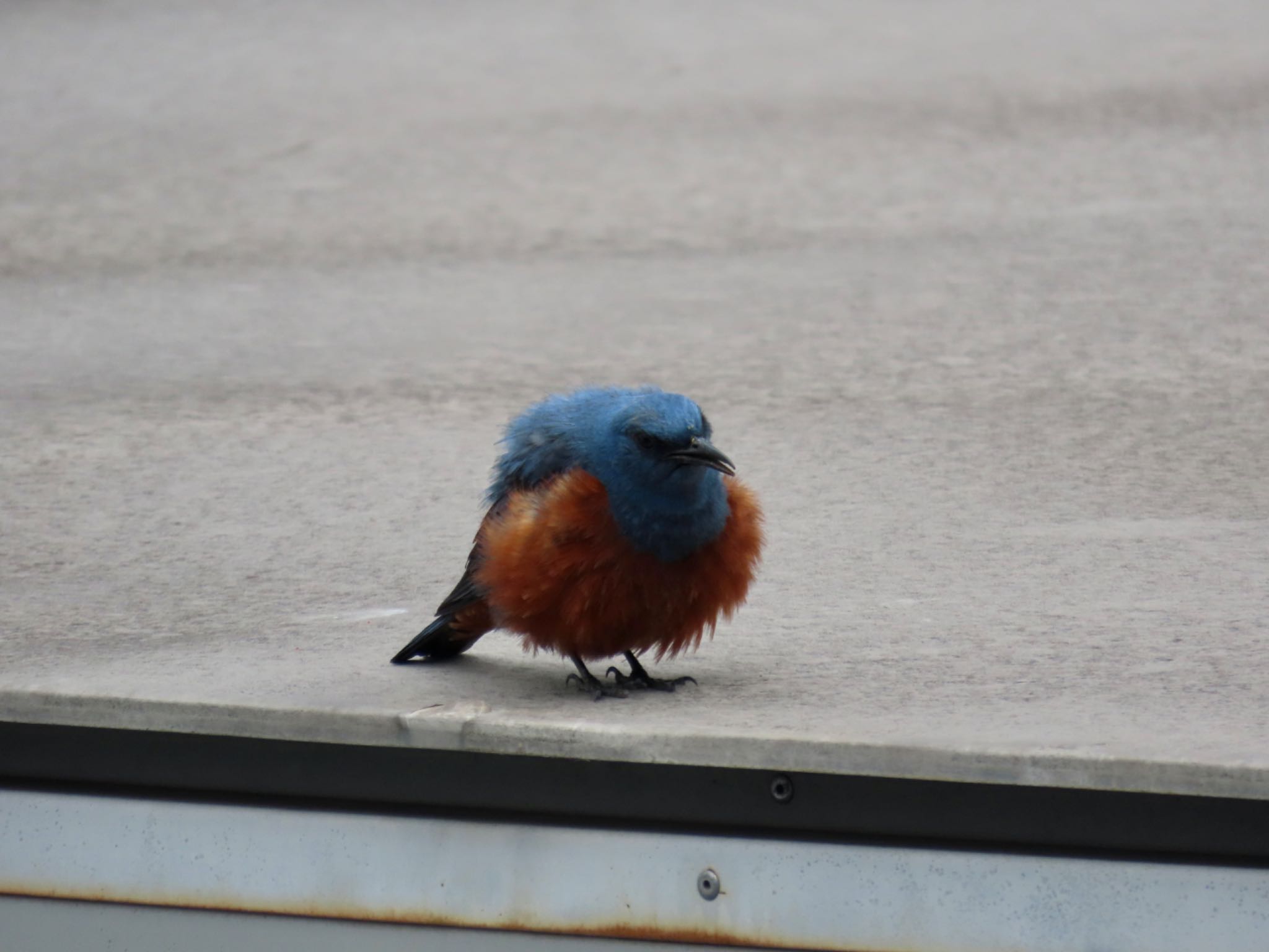 Photo of Blue Rock Thrush at 弘法山公園、秦野駅 by さきやっこ（2号）