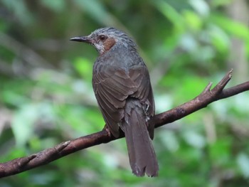 Brown-eared Bulbul 弘法山公園、秦野駅 Mon, 5/22/2023