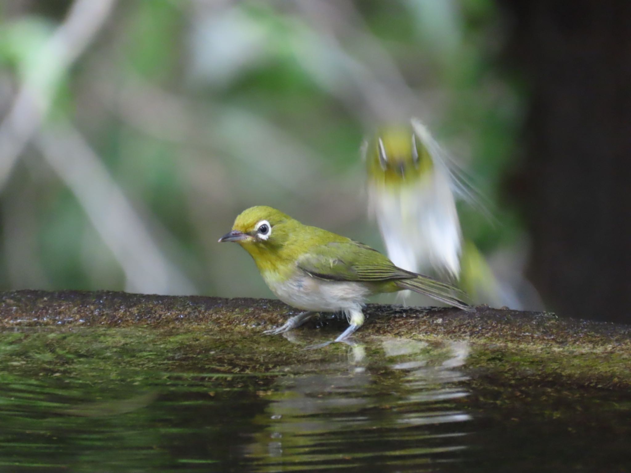 Warbling White-eye