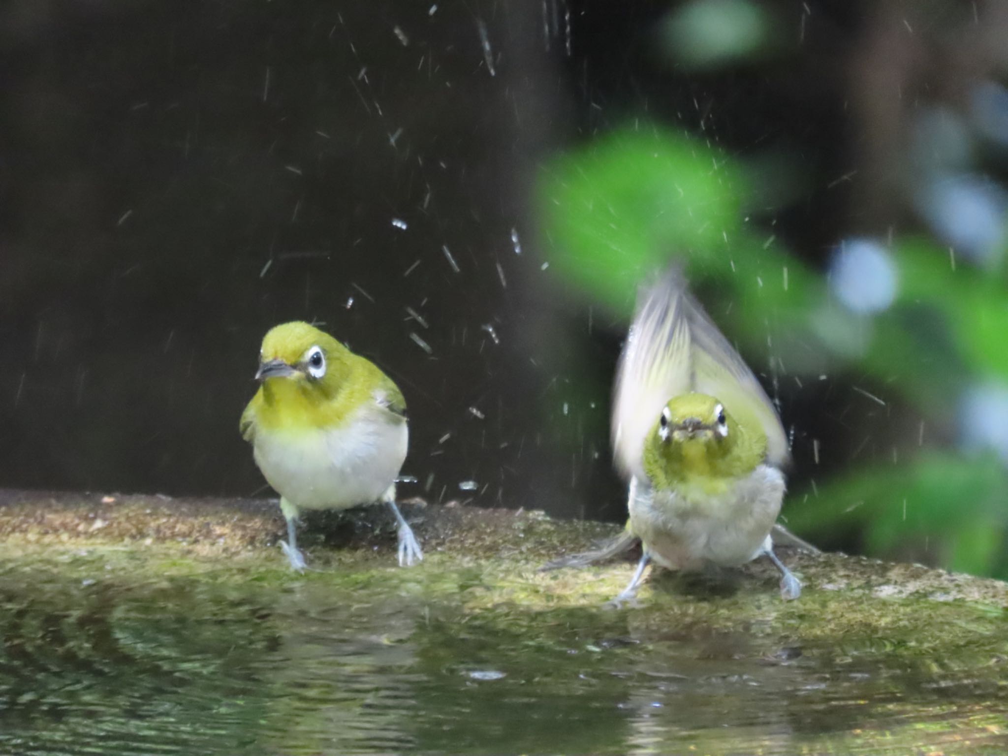 Photo of Warbling White-eye at 弘法山公園、秦野駅 by さきやっこ（2号）