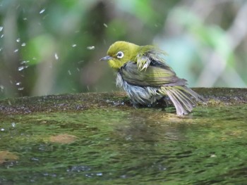 Warbling White-eye 弘法山公園、秦野駅 Mon, 5/22/2023