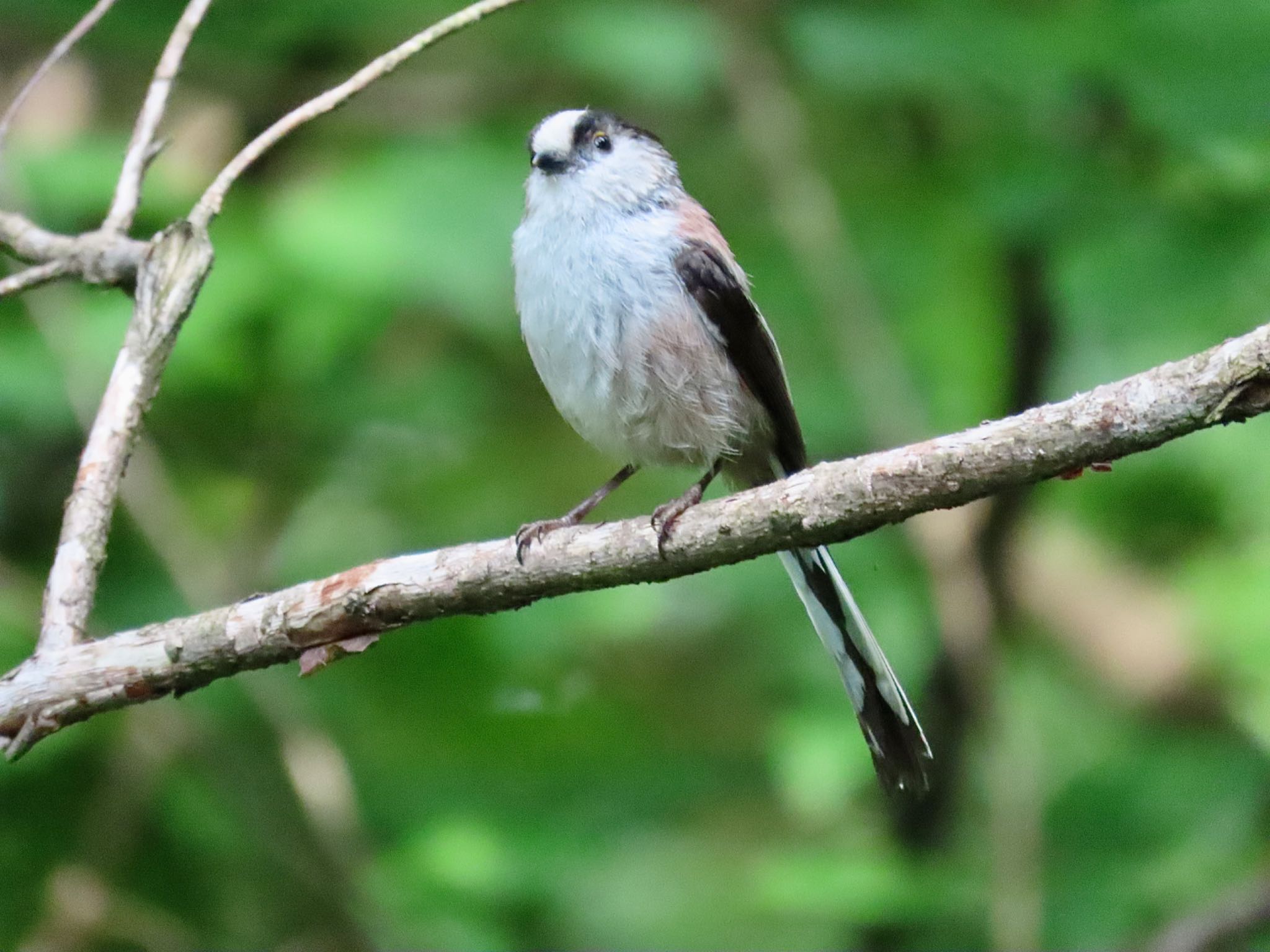 Photo of Long-tailed Tit at 弘法山公園、秦野駅 by さきやっこ（2号）