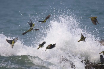 White-bellied Green Pigeon Terugasaki Beach Sun, 7/26/2015