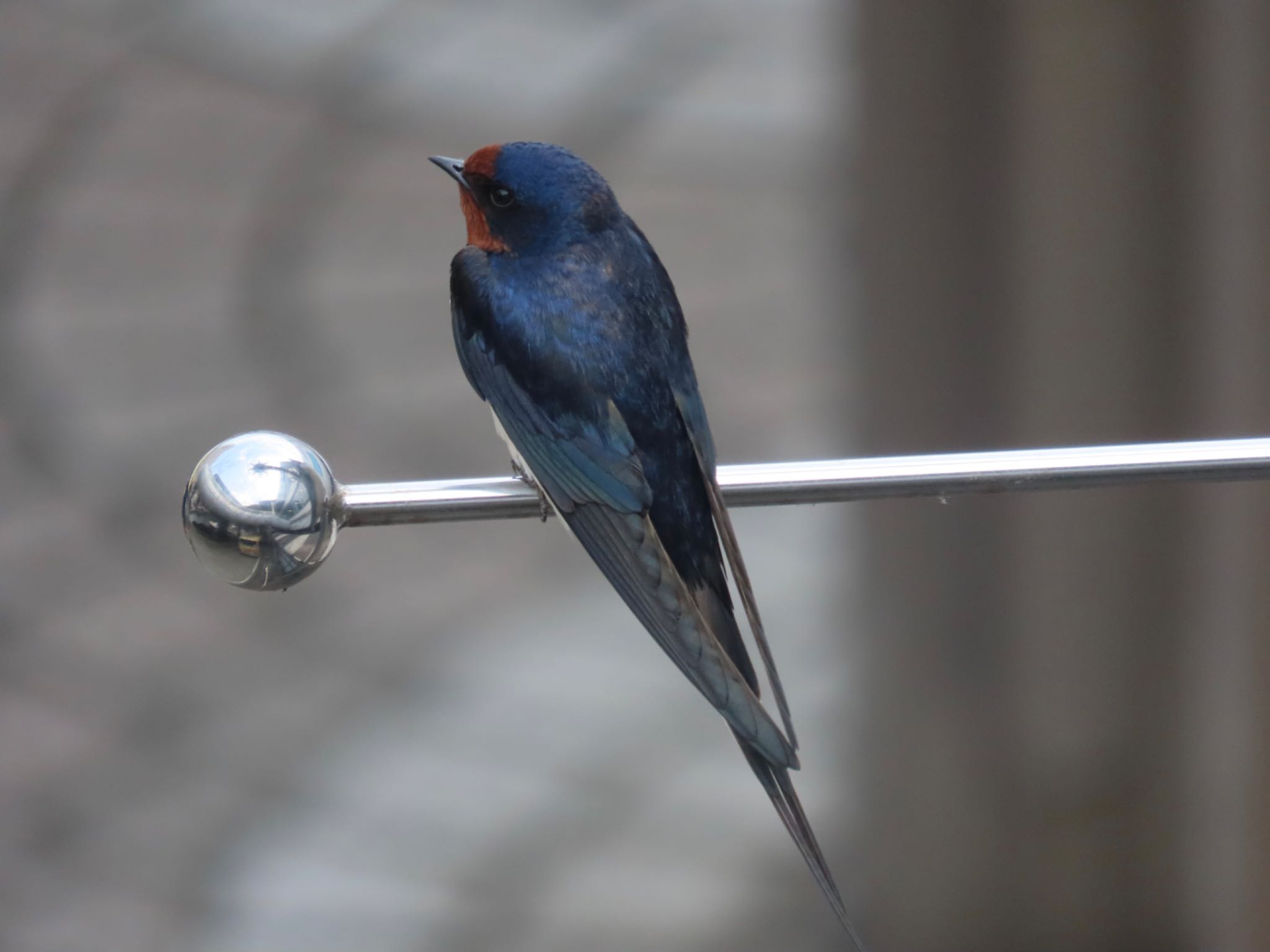 Photo of Barn Swallow at 弘法山公園、秦野駅 by さきやっこ（2号）