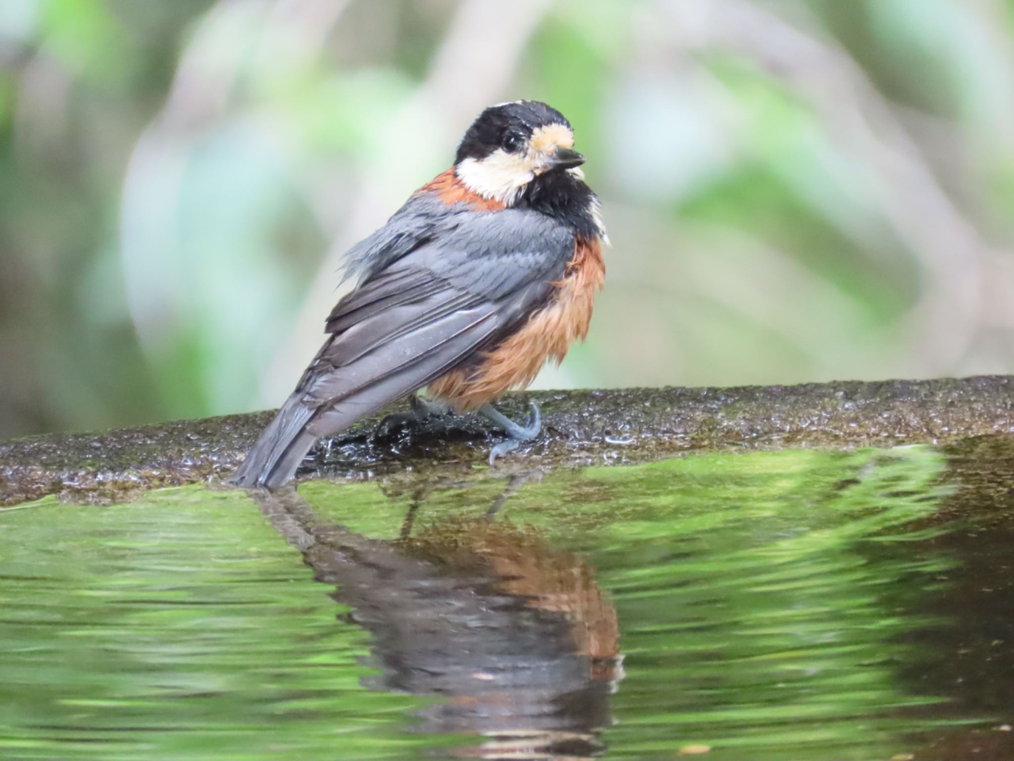 Photo of Varied Tit at 弘法山公園、秦野駅 by さきやっこ（2号）
