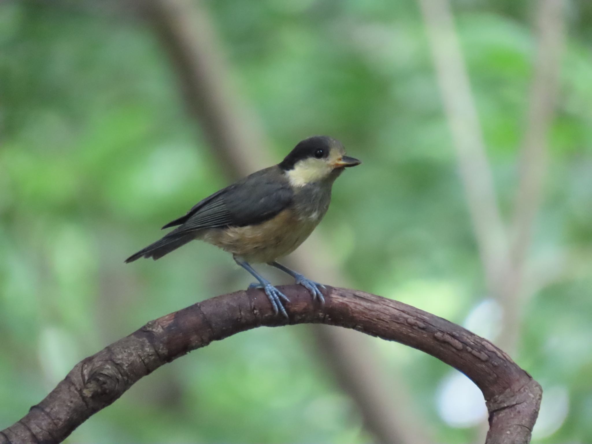 Varied Tit