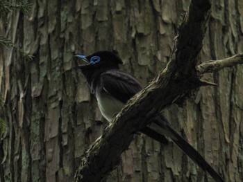 Japanese Paradise Flycatcher 角田山 Wed, 5/24/2023