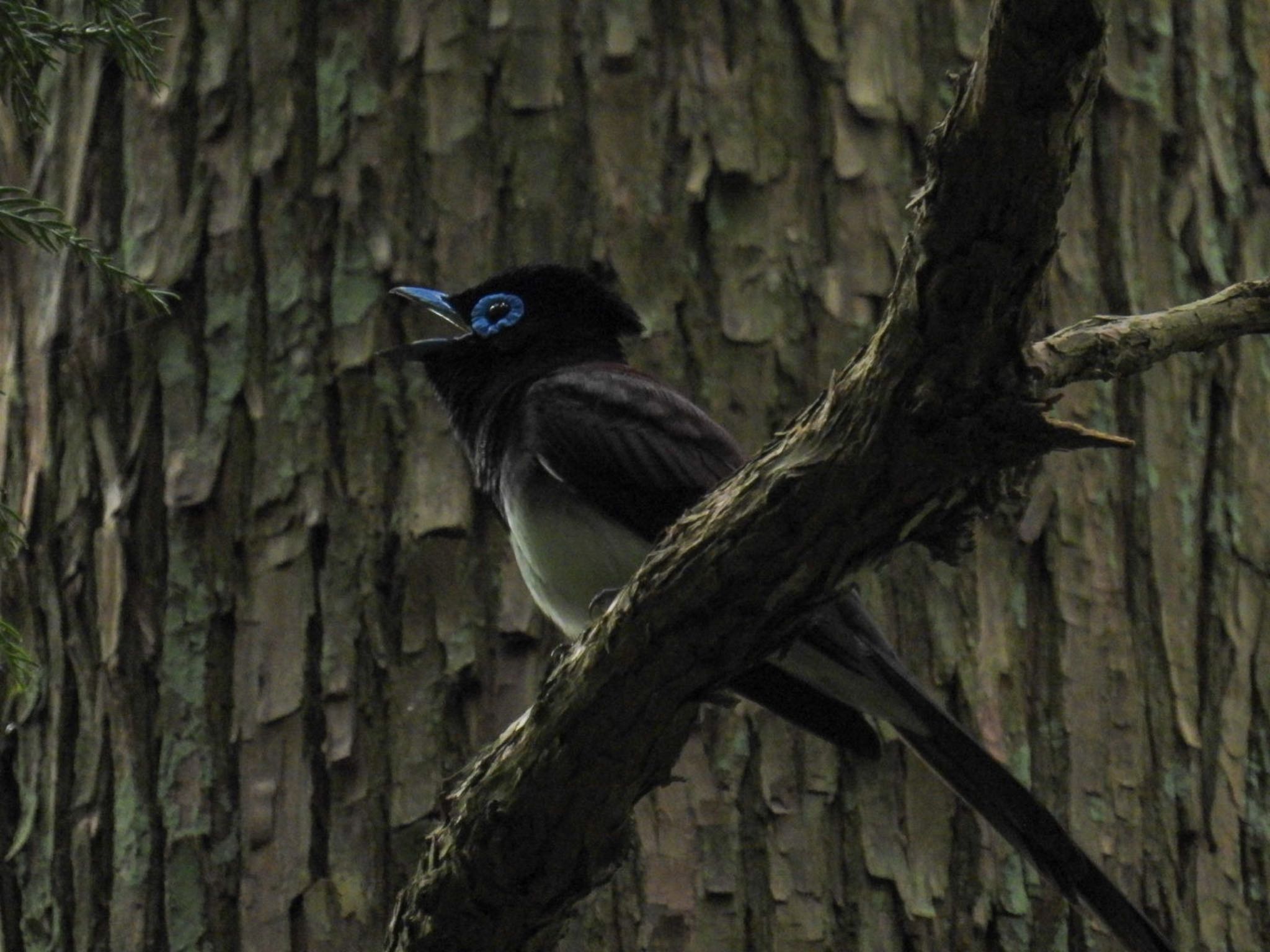 Black Paradise Flycatcher