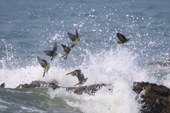 White-bellied Green Pigeon Terugasaki Beach Sun, 7/26/2015