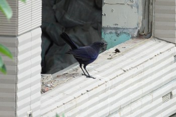 Taiwan Whistling Thrush 烏来(台湾) Wed, 5/17/2023