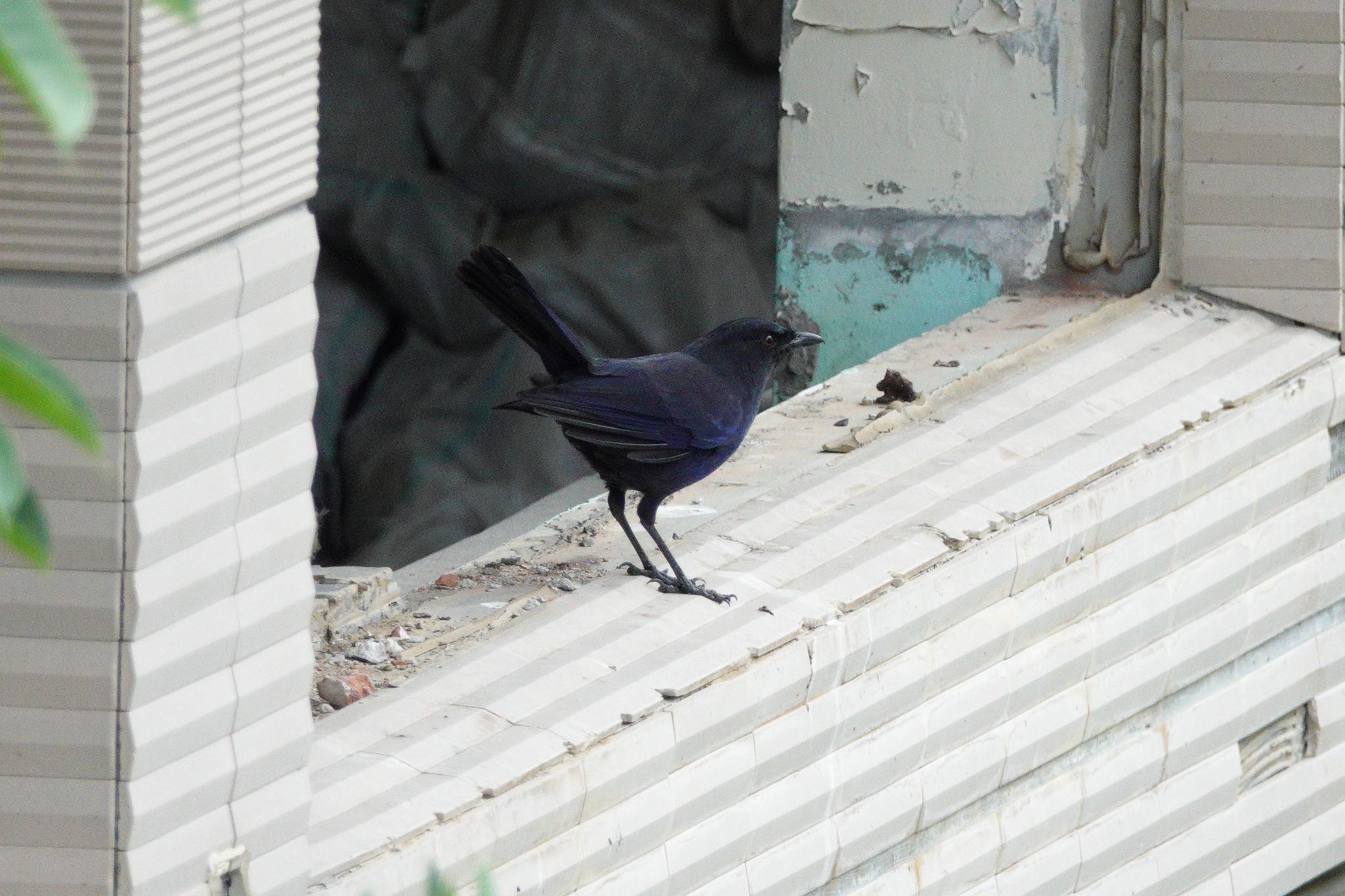 Taiwan Whistling Thrush