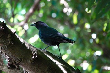 Taiwan Whistling Thrush 烏来(台湾) Wed, 5/17/2023