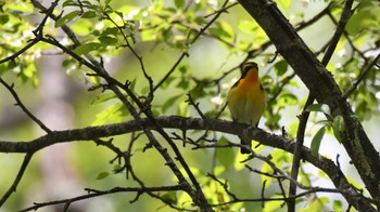 キビタキ 八千穂高原 2023年5月21日(日)