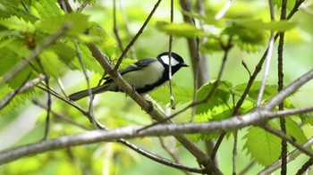 シジュウカラ 八千穂高原 2023年5月21日(日)