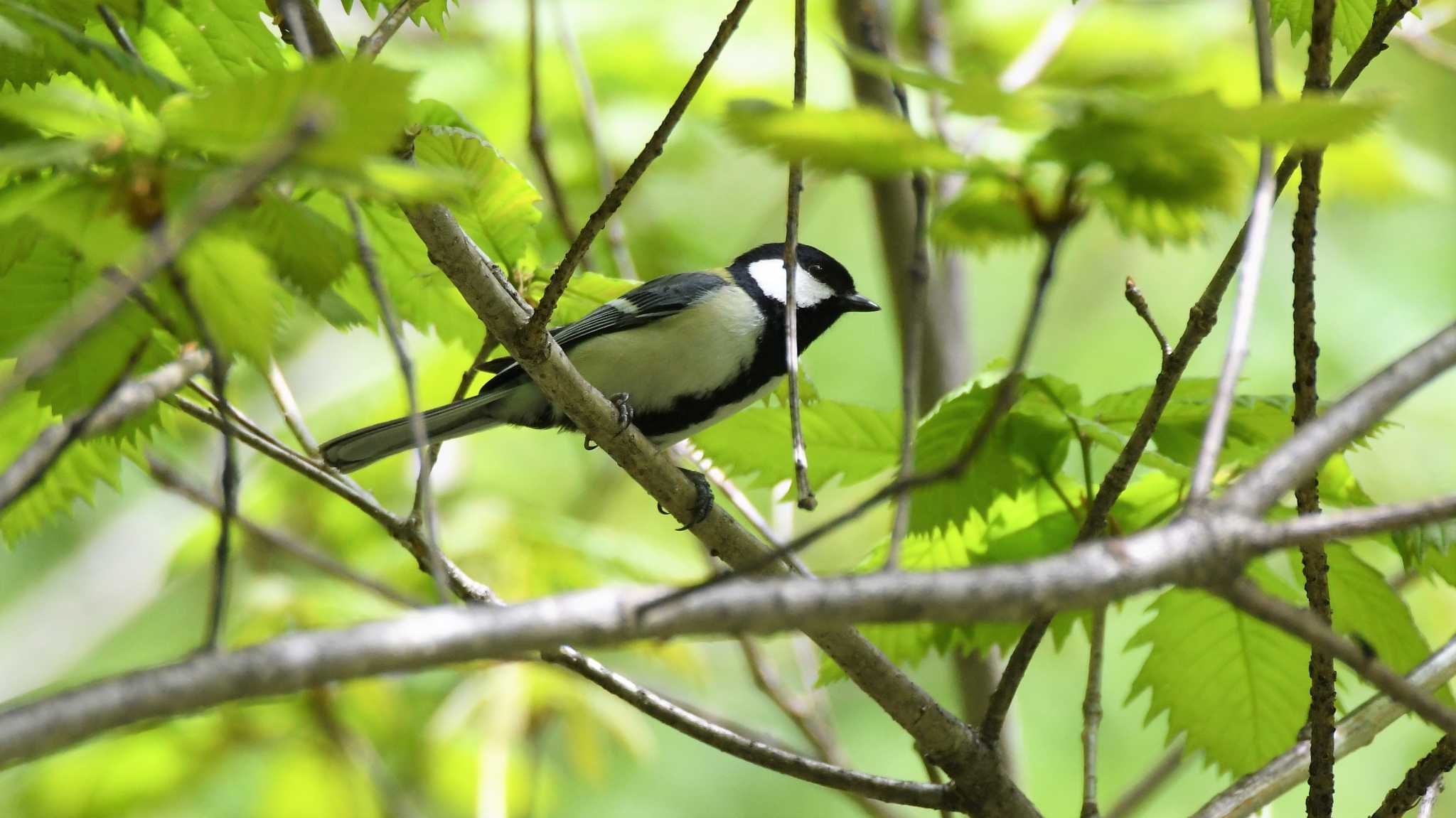 Photo of Japanese Tit at 八千穂高原 by ao1000