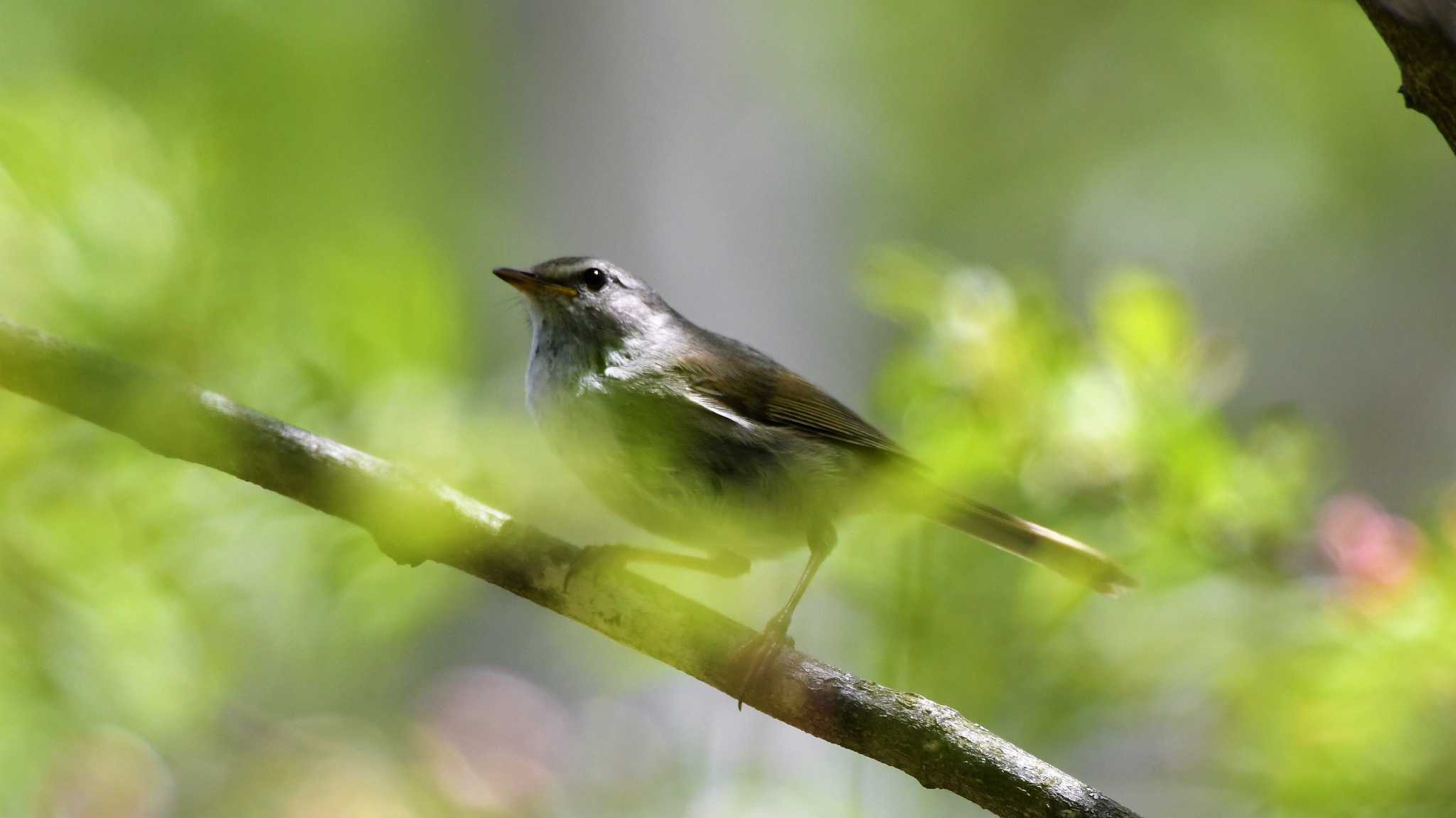 Photo of Japanese Bush Warbler at 八千穂高原 by ao1000