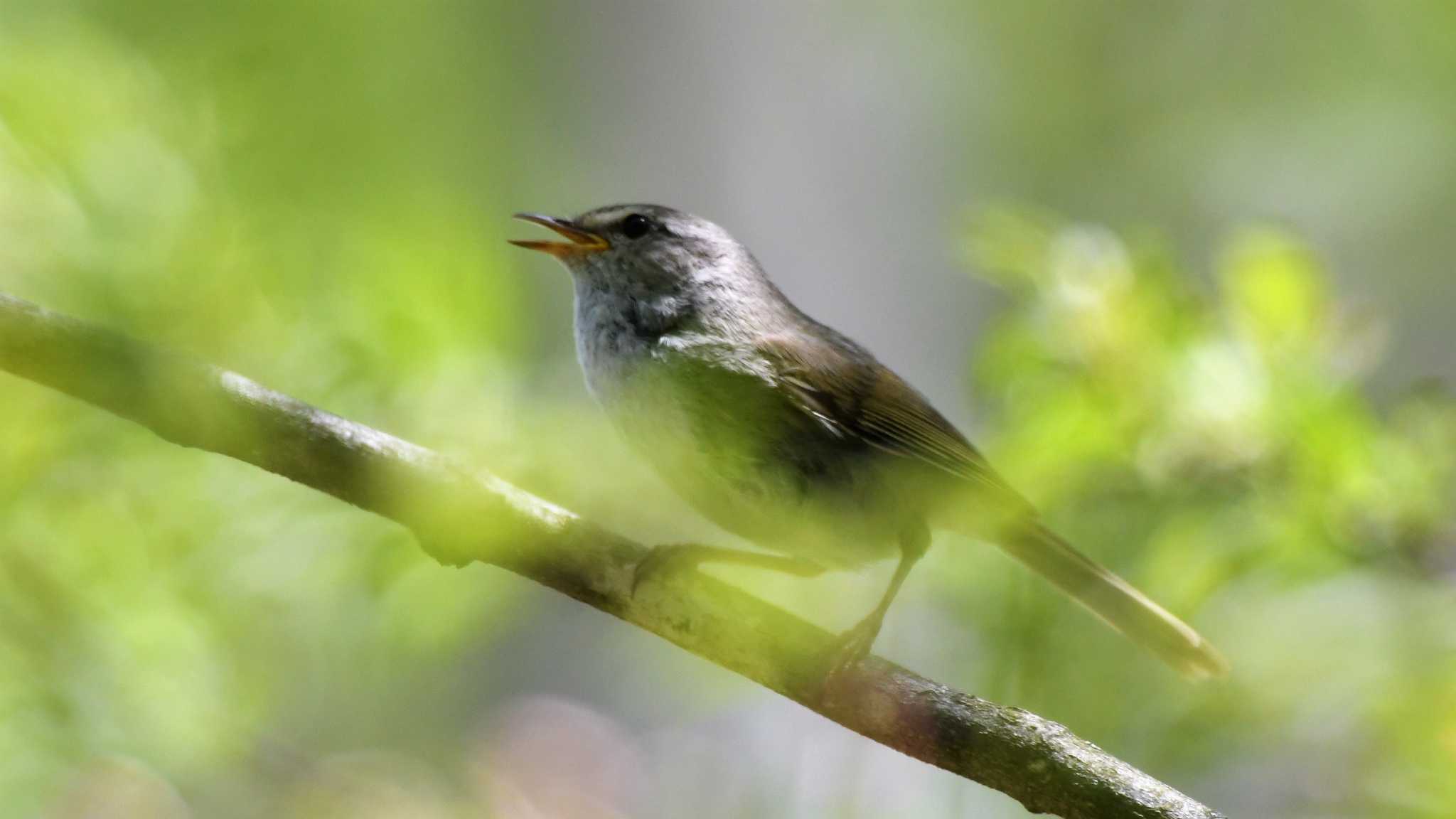 Japanese Bush Warbler