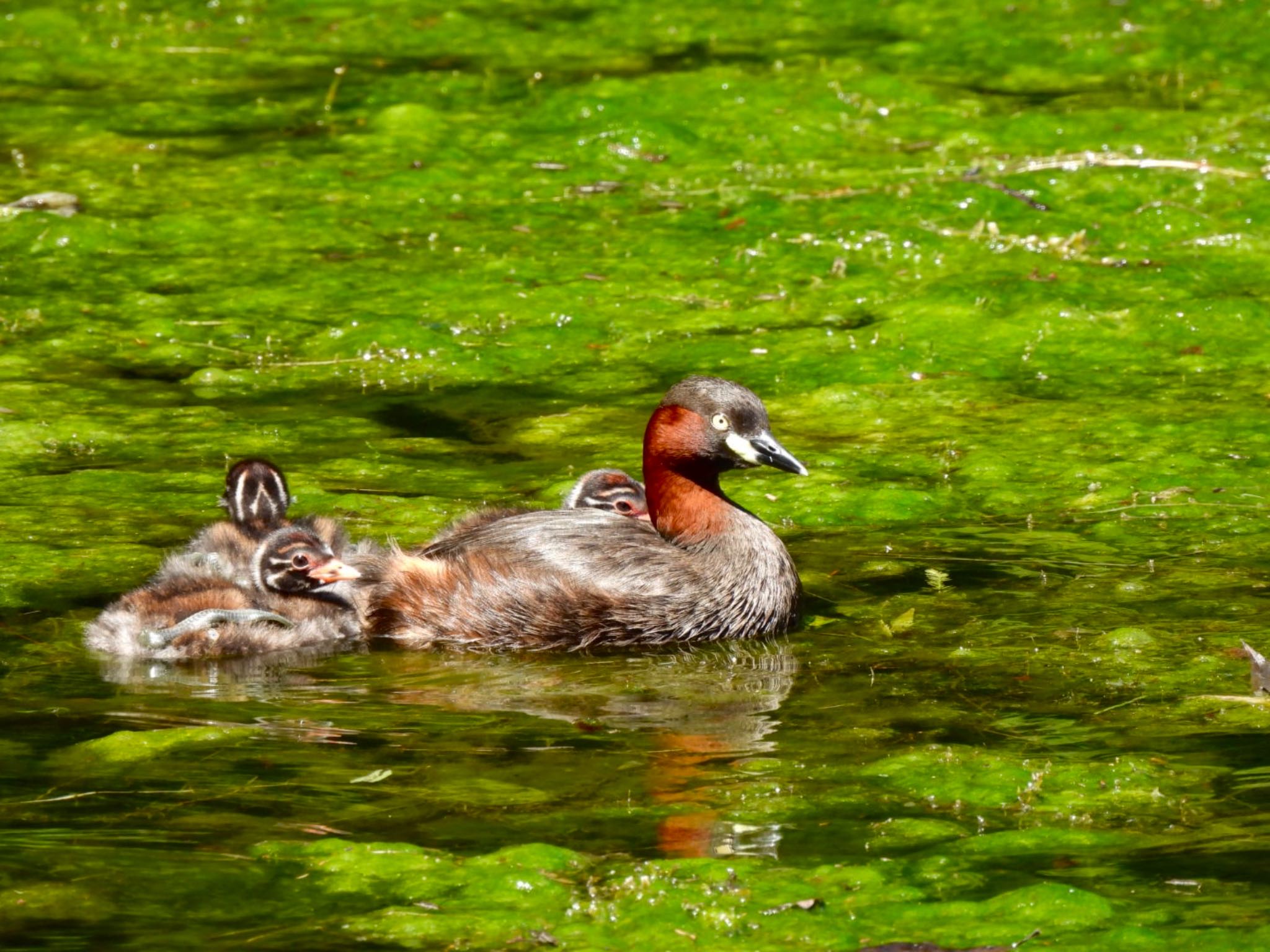 Photo of Little Grebe at 井の頭恩賜公園 by カモちゃん