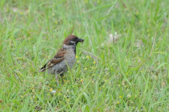 Eurasian Tree Sparrow 花島公園 Wed, 5/24/2023