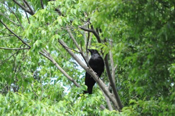 Carrion Crow 花島公園 Wed, 5/24/2023