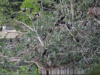 2023年5月21日(日) 不忍池(上野恩賜公園)の野鳥観察記録