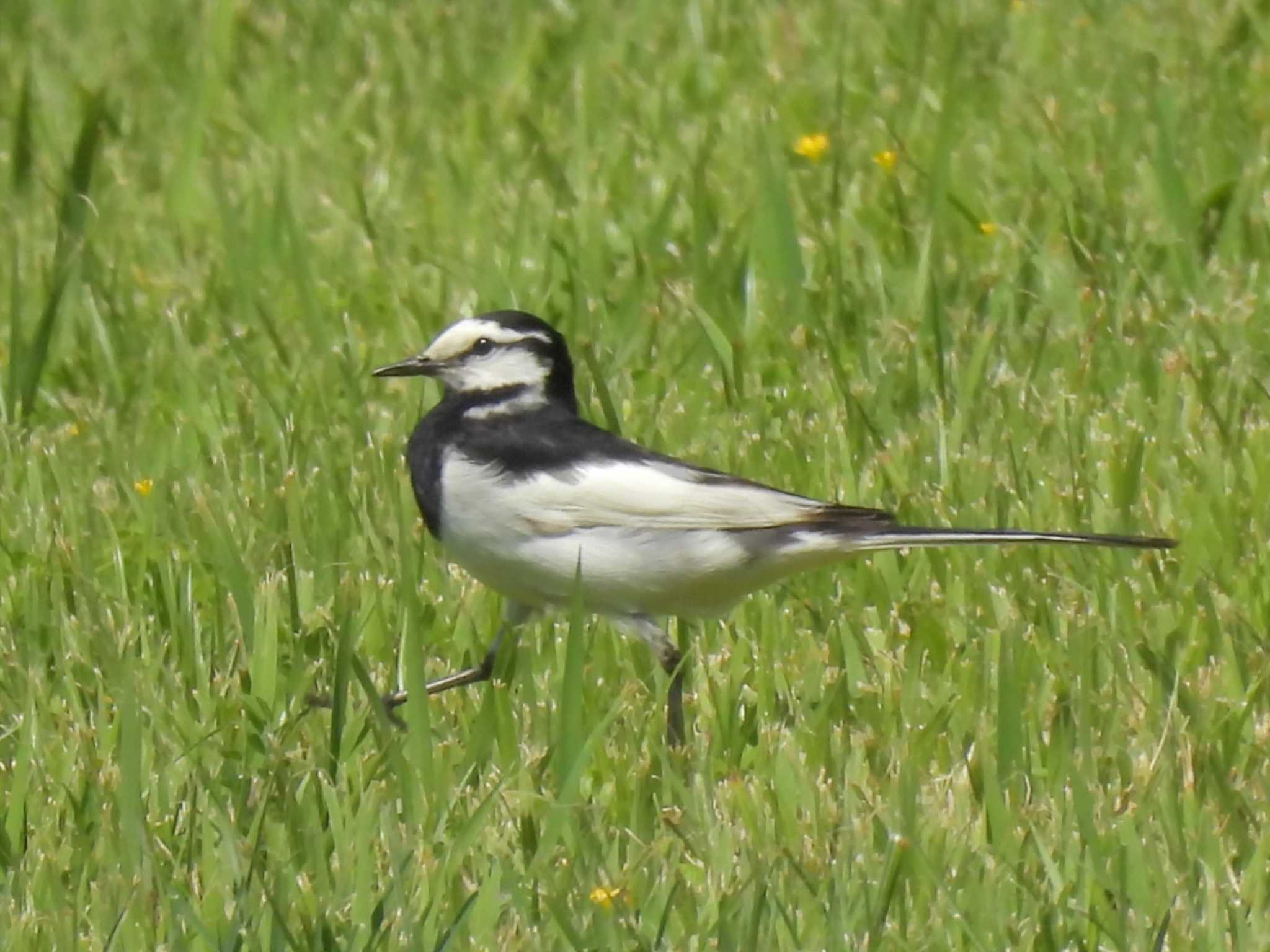 White Wagtail