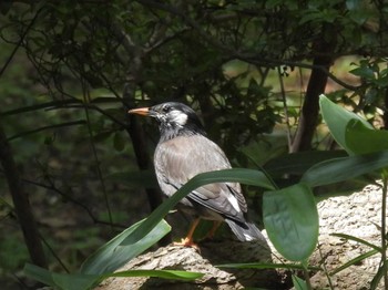 White-cheeked Starling Rikugien Garden Sun, 5/21/2023