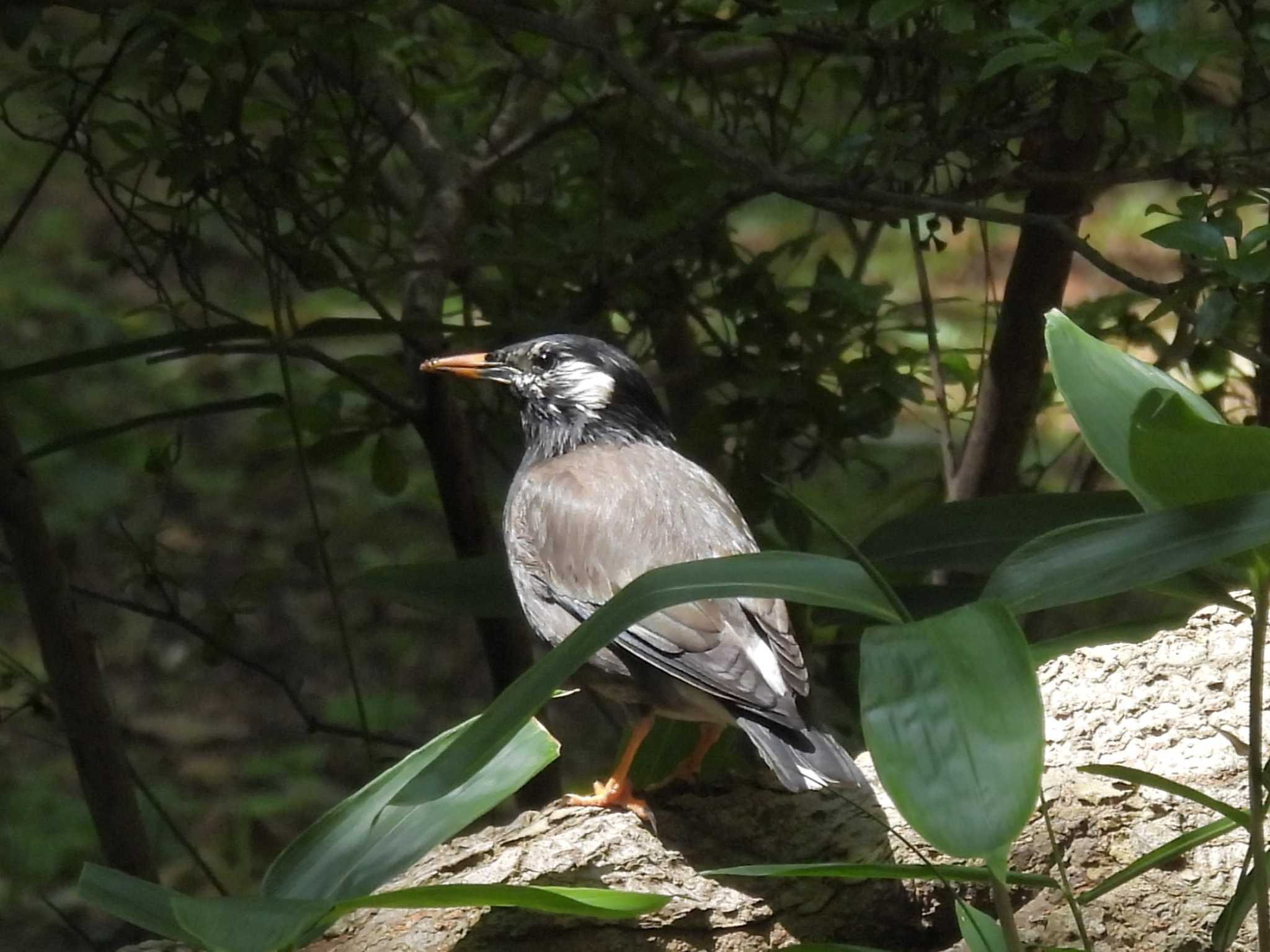 White-cheeked Starling