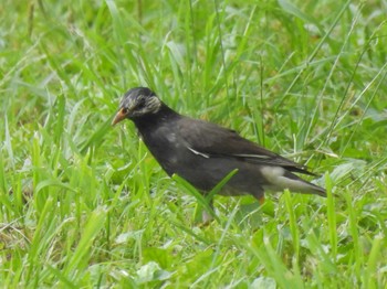 2023年5月22日(月) 明治神宮の野鳥観察記録