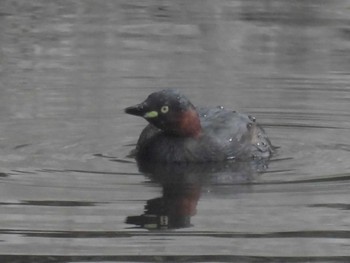 2023年5月22日(月) 明治神宮北池の野鳥観察記録