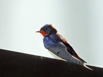 Barn Swallow 東京都多摩地区 Wed, 5/24/2023