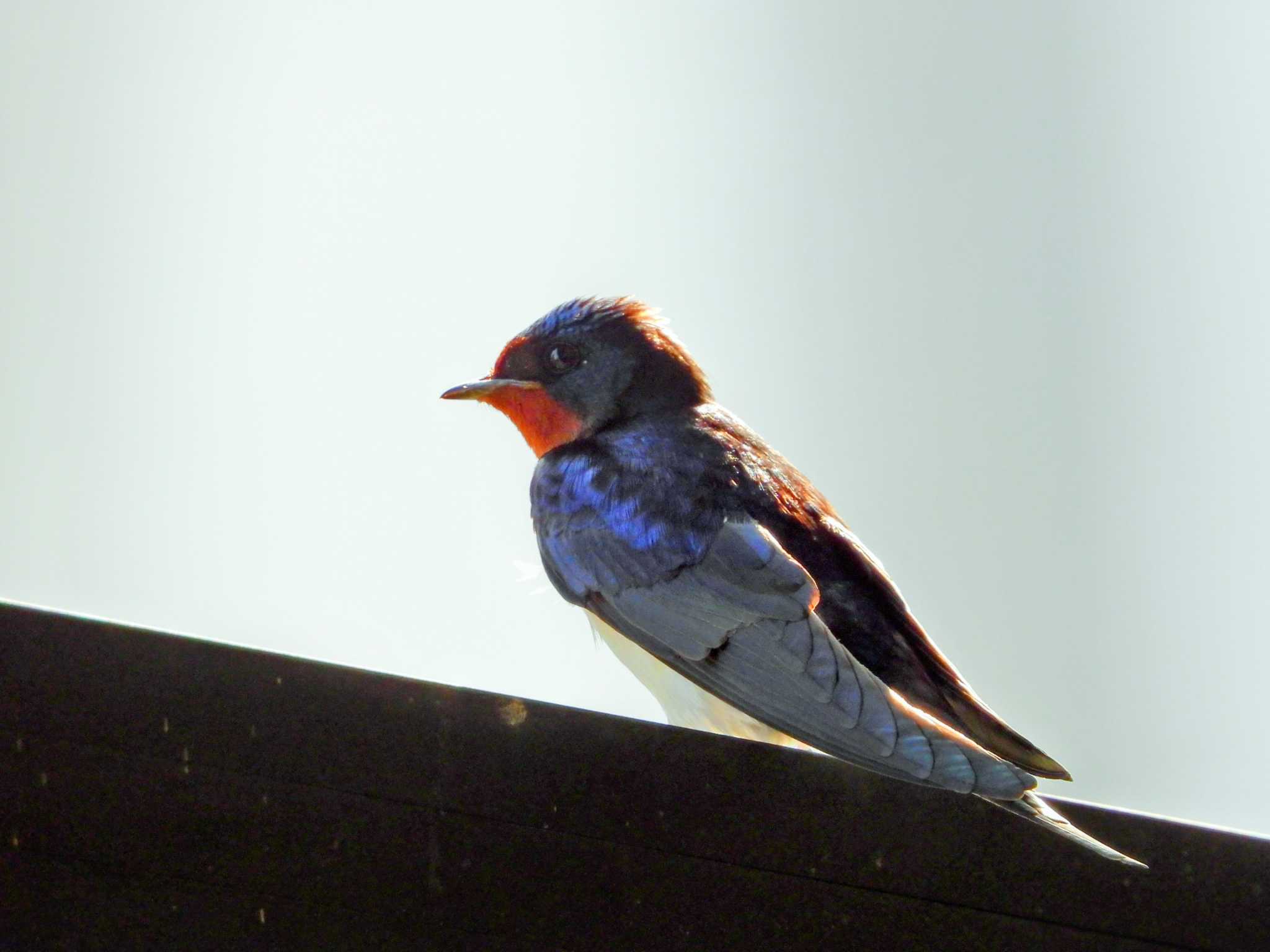 Photo of Barn Swallow at 東京都多摩地区 by ありちゃん