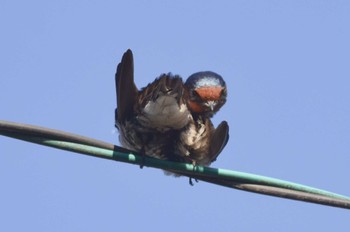 Barn Swallow 秩父 Tue, 5/2/2023