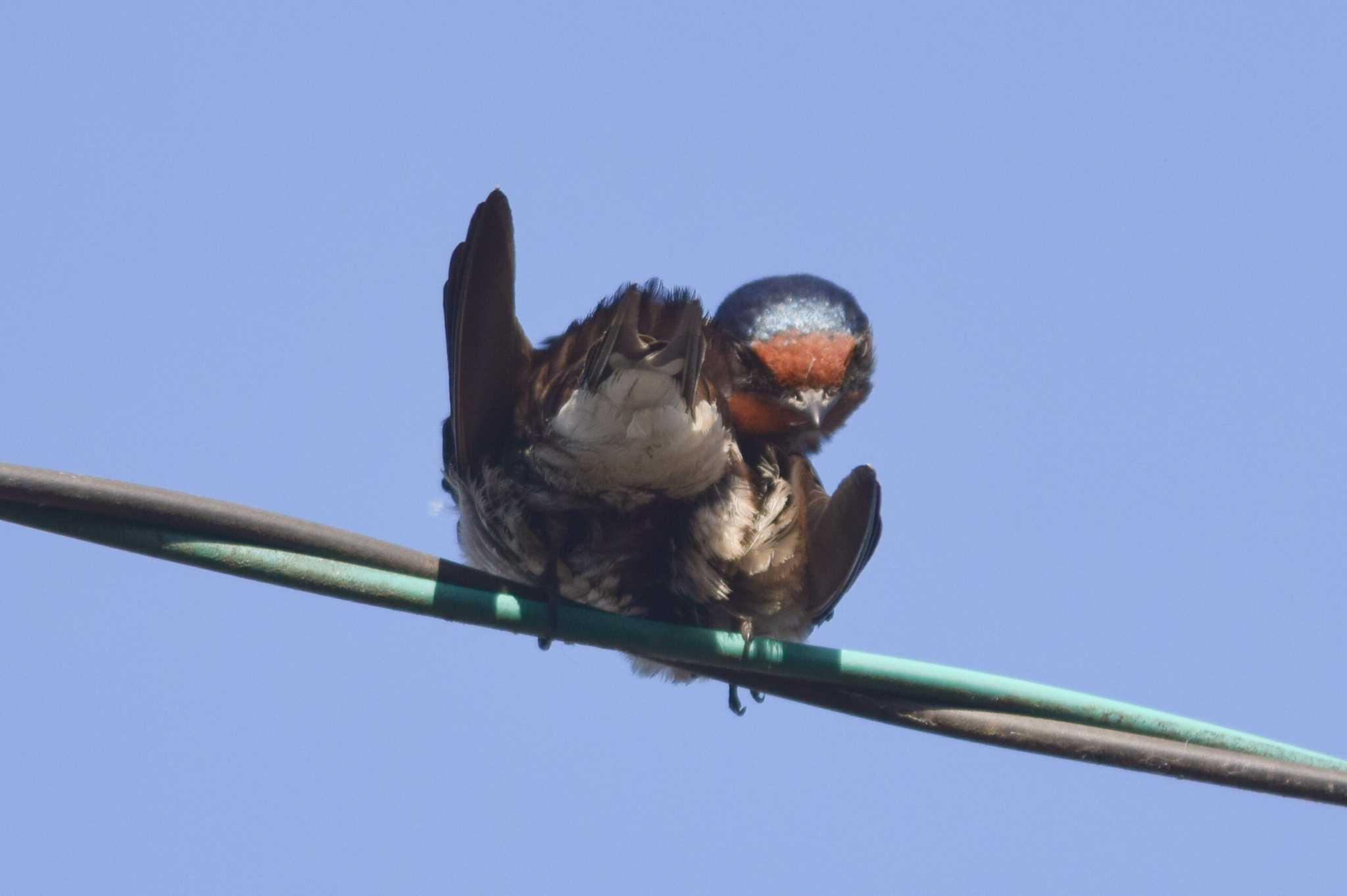 羽繕い中 by NM🐥📷