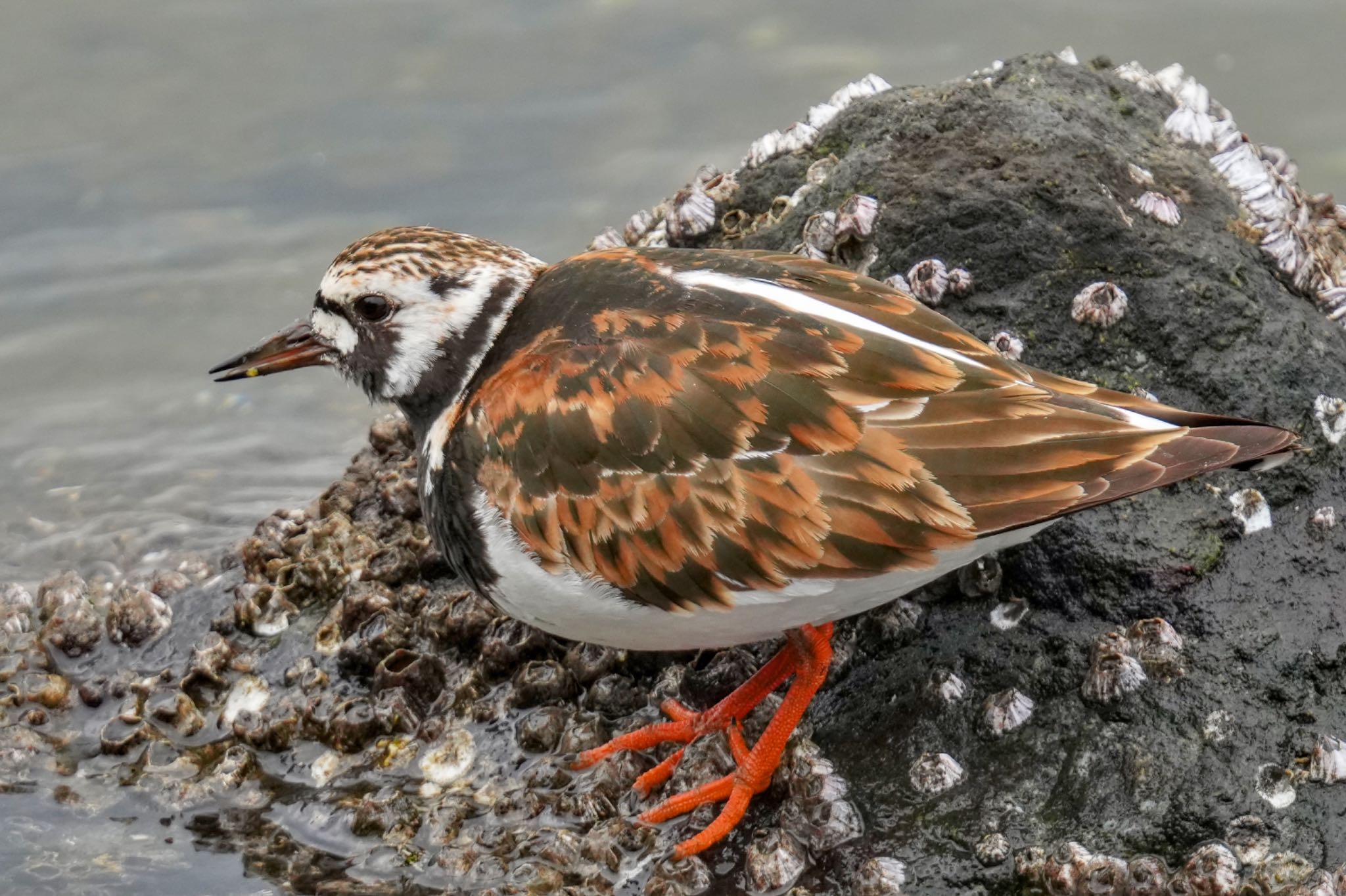 Ruddy Turnstone