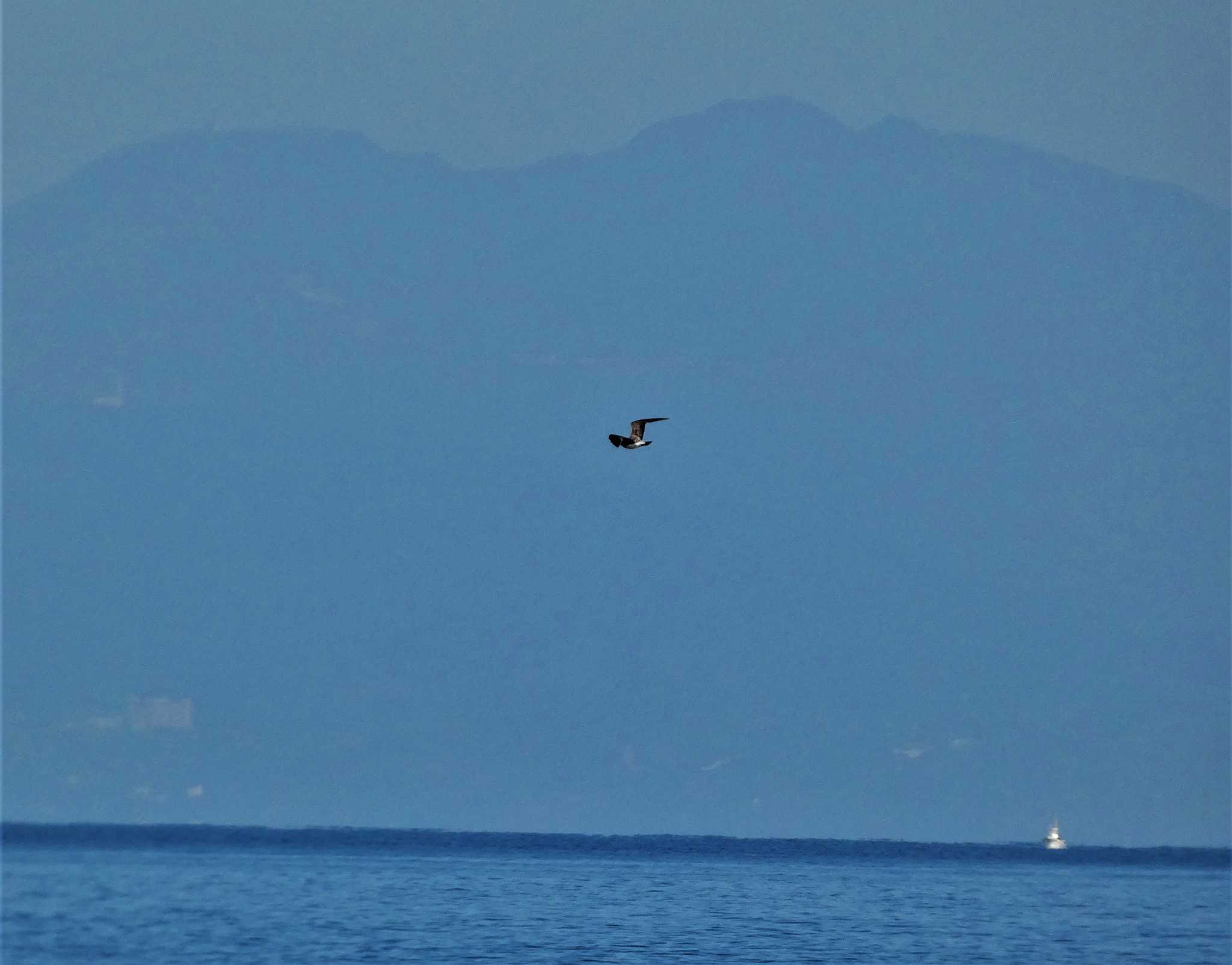 Photo of Black-tailed Gull at 城ヶ島 by koshi