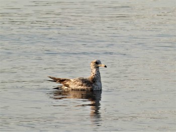 2023年5月3日(水) 毘沙門湾の野鳥観察記録